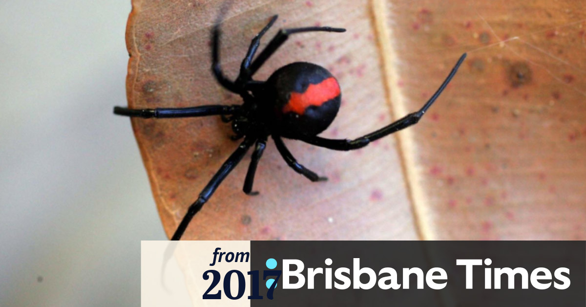 Best pesticide for spiders